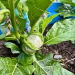 African Eggplant