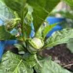 African Eggplant