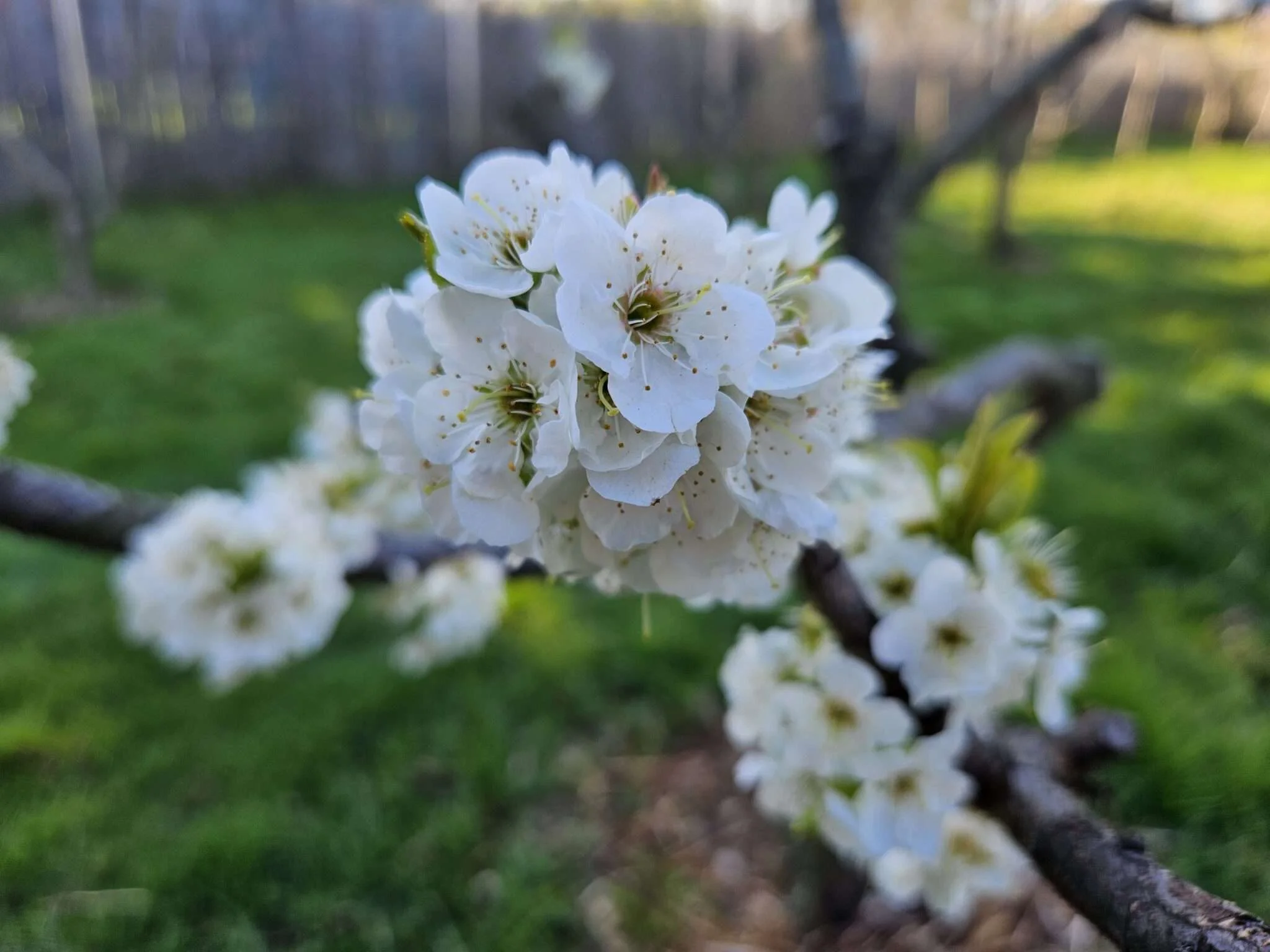 Cherry