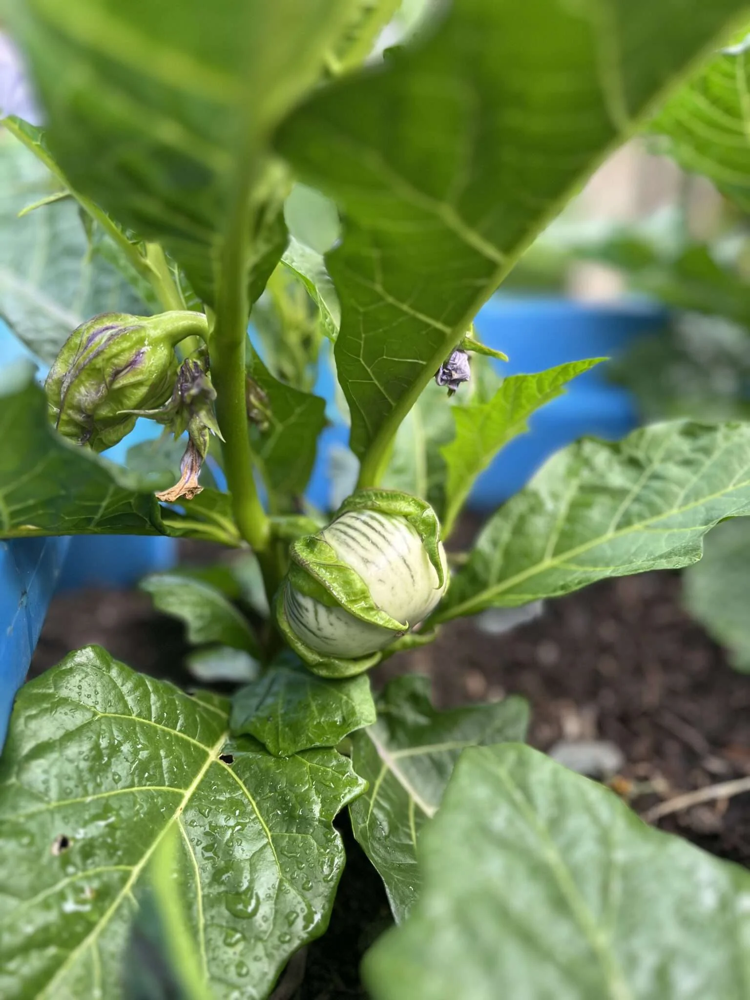 African Eggplant