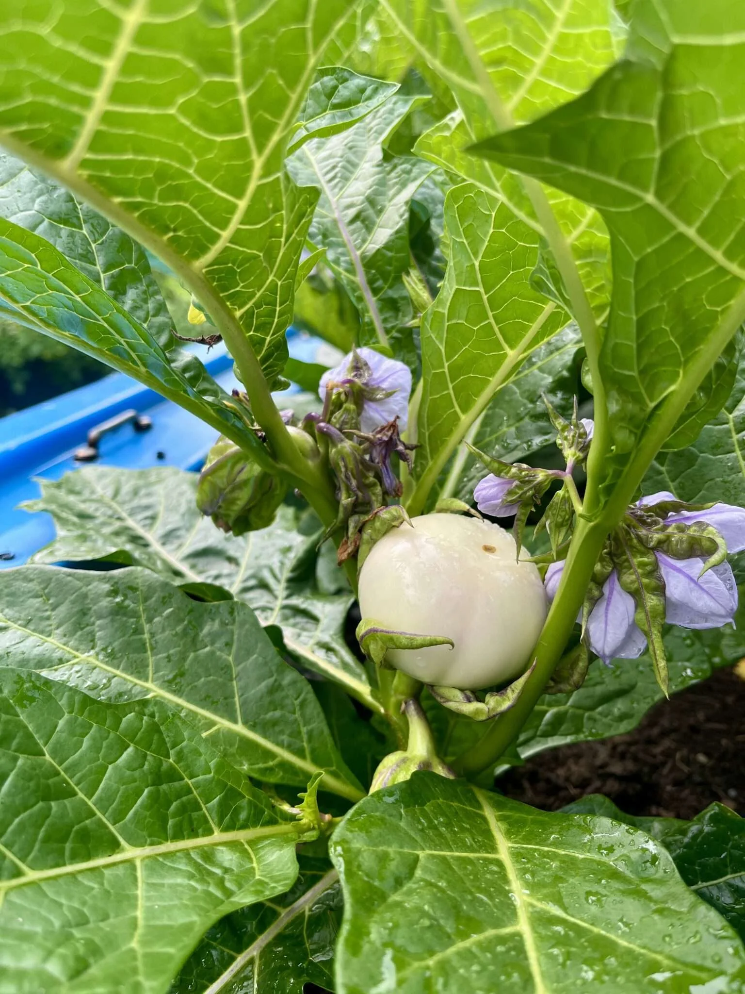 African Eggplant